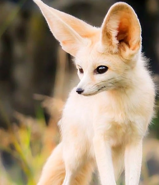 Fennec Fox