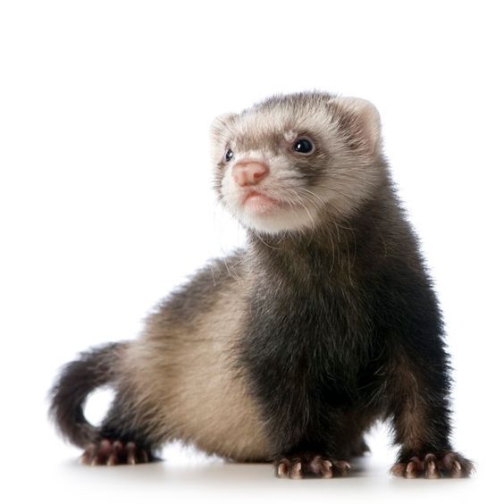 Ferret