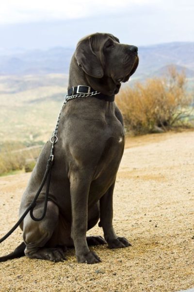 Fila Brasileiro