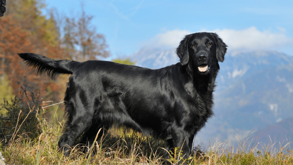 Flat Coated Retriever