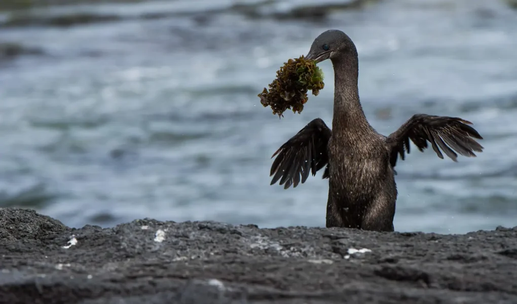 Flightless Cormorant