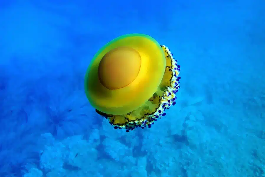 Fried Egg Jellyfish