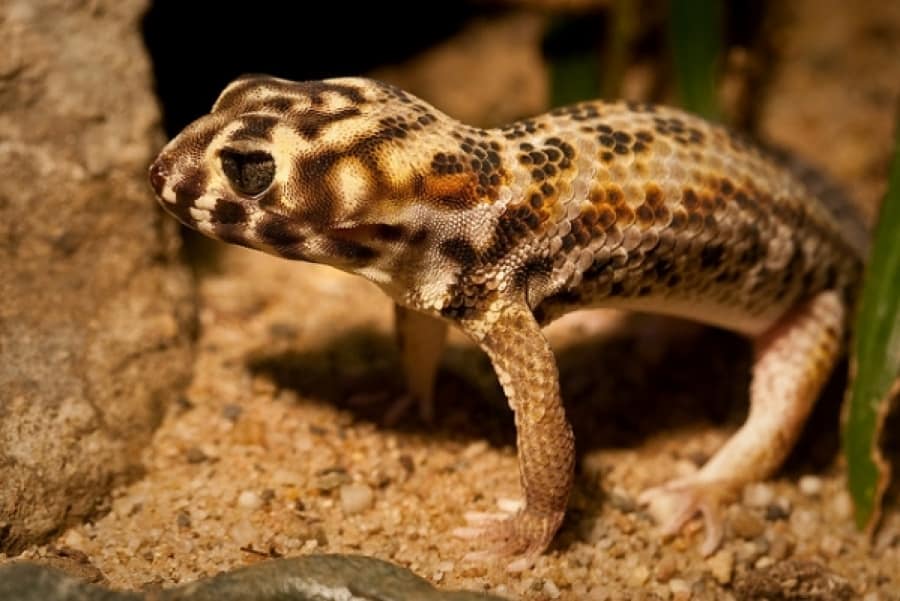 Frog Eyed Geckos