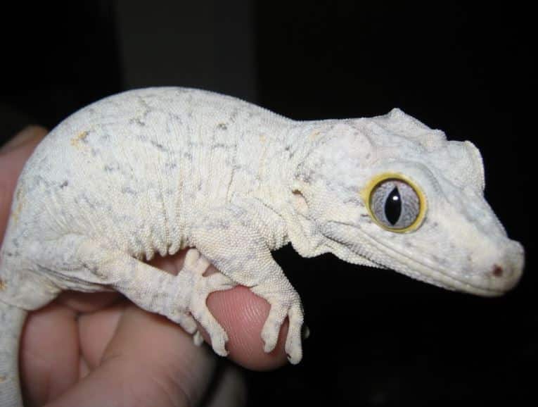 Gargoyle Geckos