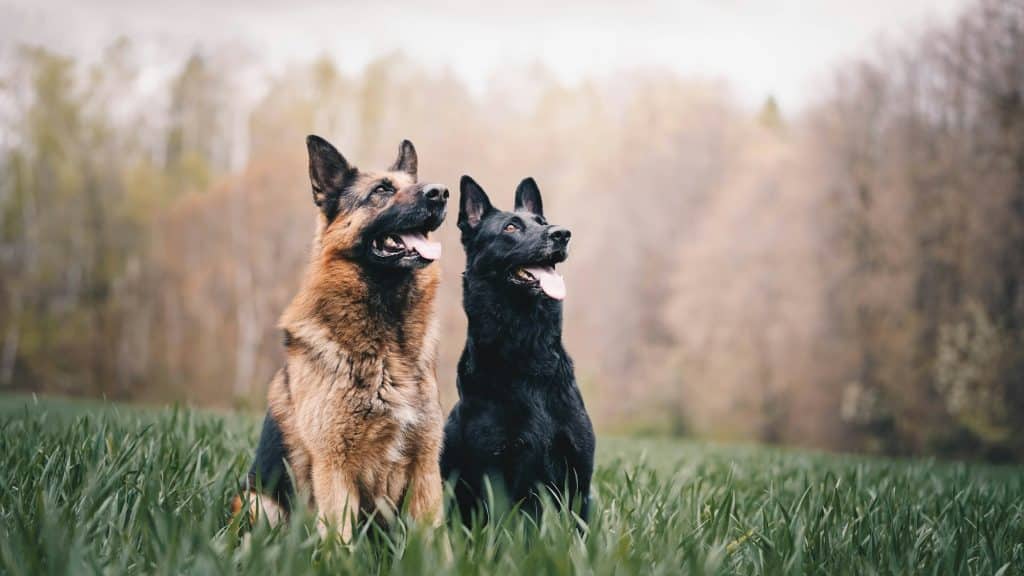 German Shepherds