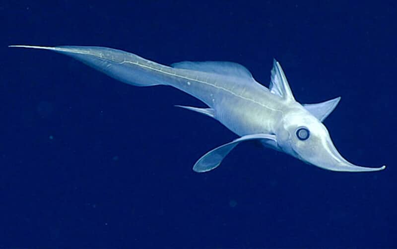 Ghost Shark