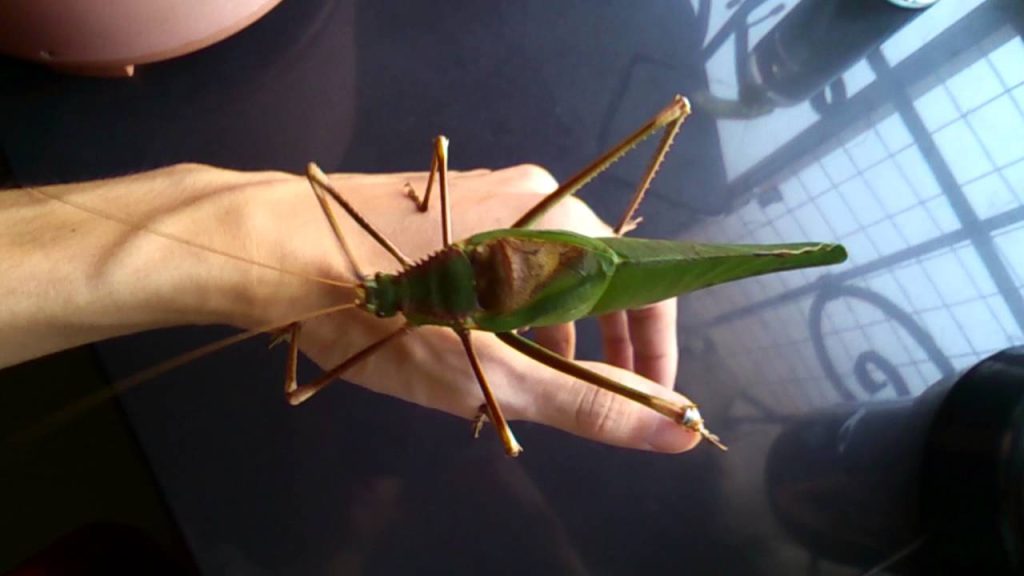 Giant Katydid