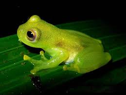 Glass Frogs