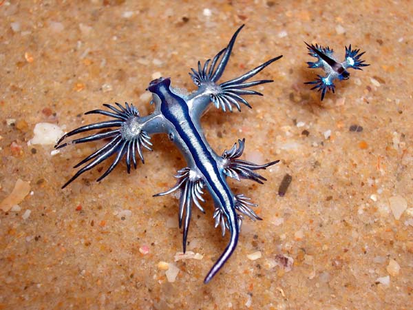 Glaucus Atlanticus