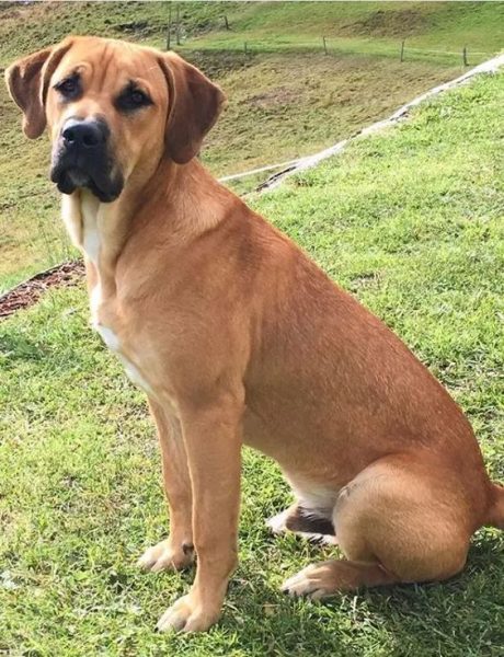 Golden Bull (Golden Retriever + Pitbull)