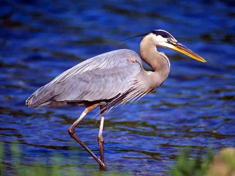 Great Blue Heron