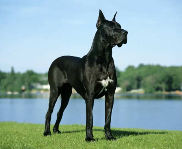 Great-Dane