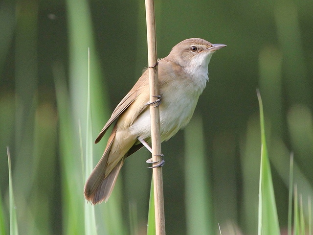 Great Reed Warbler