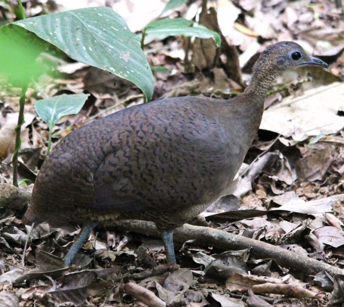 Great Tinamou