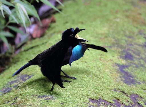 Greater Lophorina or Superb Bird of Paradise