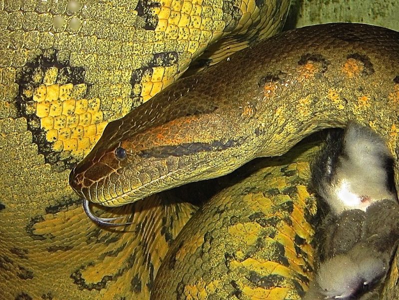 Green Anaconda (Eunectes Murinus)