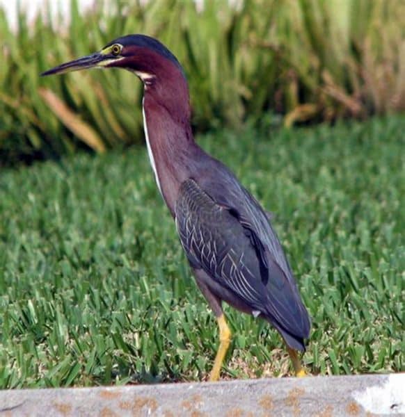 Green Heron