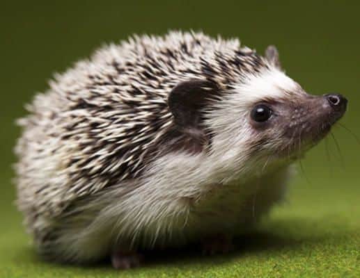 Hedgehog