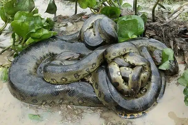 Characteristics of Anaconda