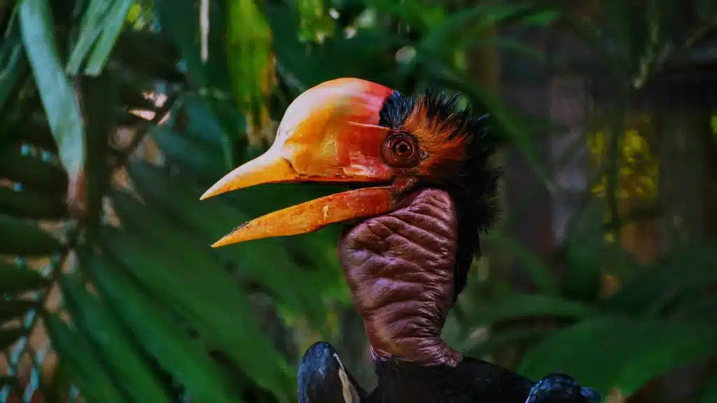 Helmeted Hornbill