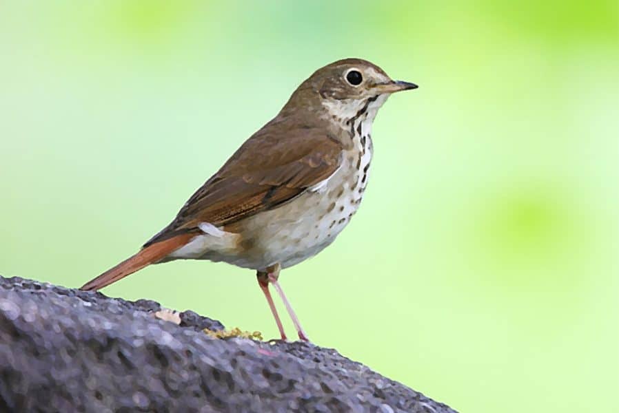 Hermit Thrush