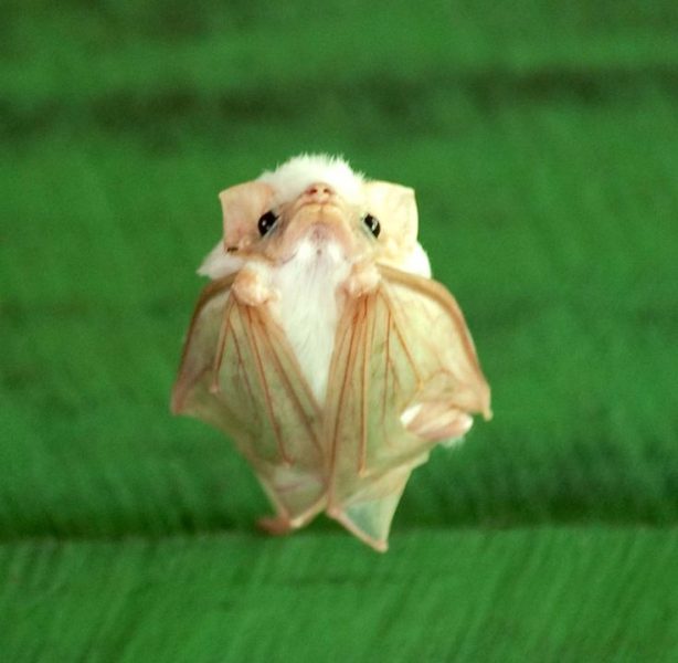 Honduran White Bat