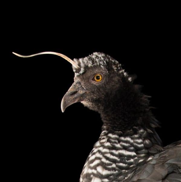 Horned Screamer