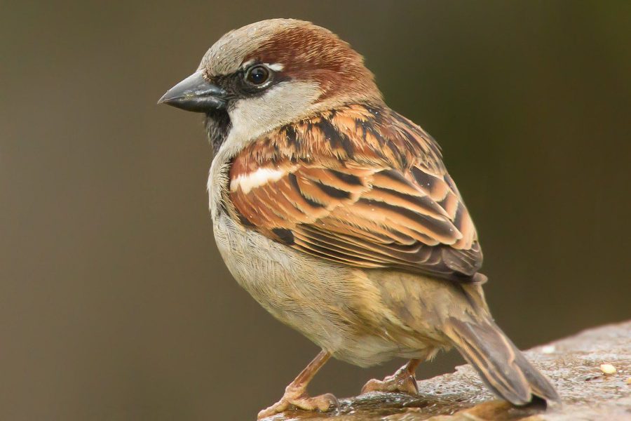 House Sparrow