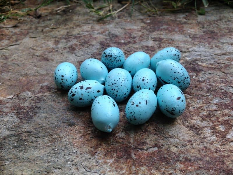 How are Birds Benefitting from Laying Blue Eggs?