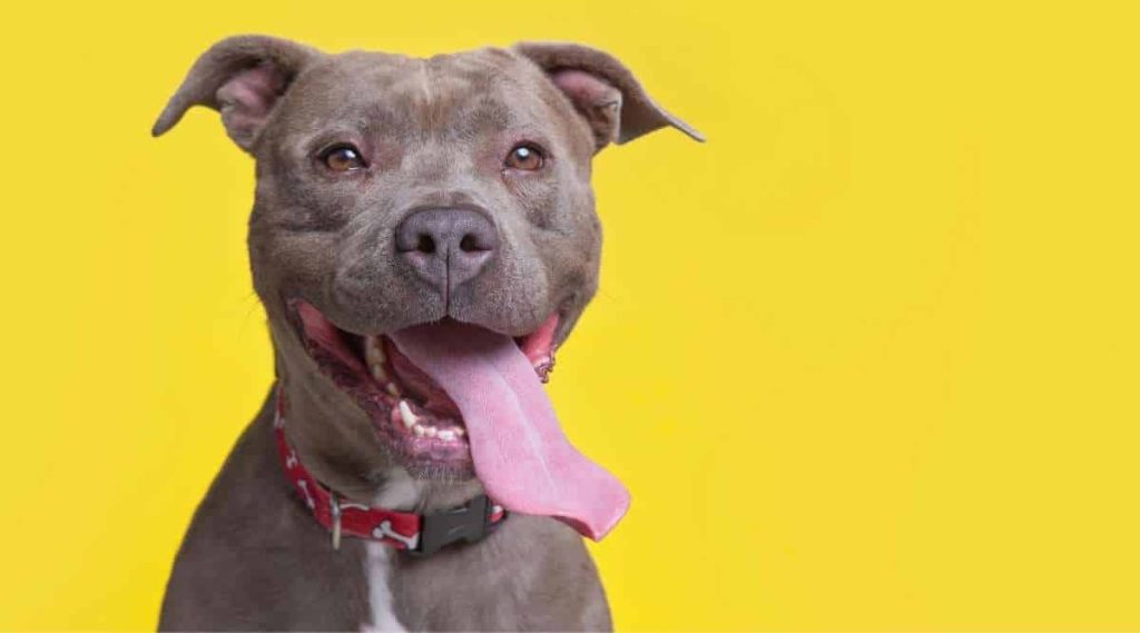 How are Pit Bulls Classified?