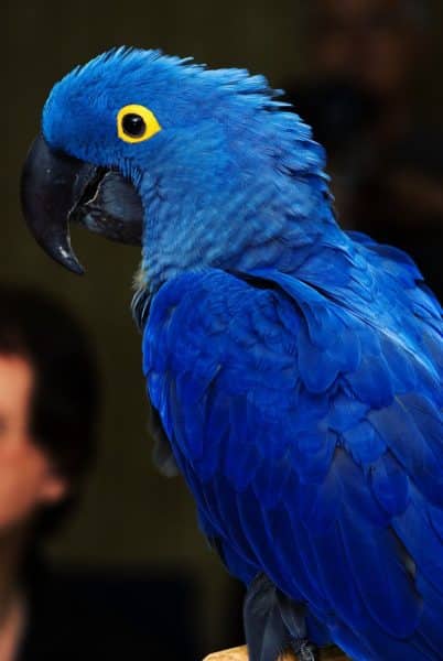 Hyacinth Macaw