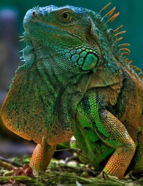 Iguana