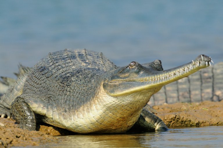 Indian Gharial