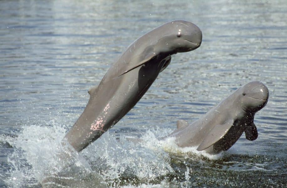 Irrawaddy Dolphin