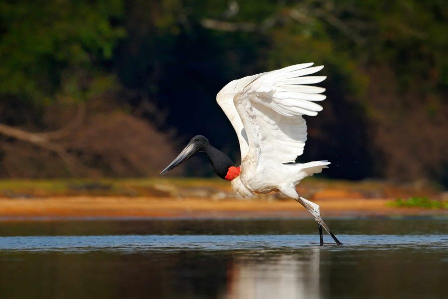 Jabiru