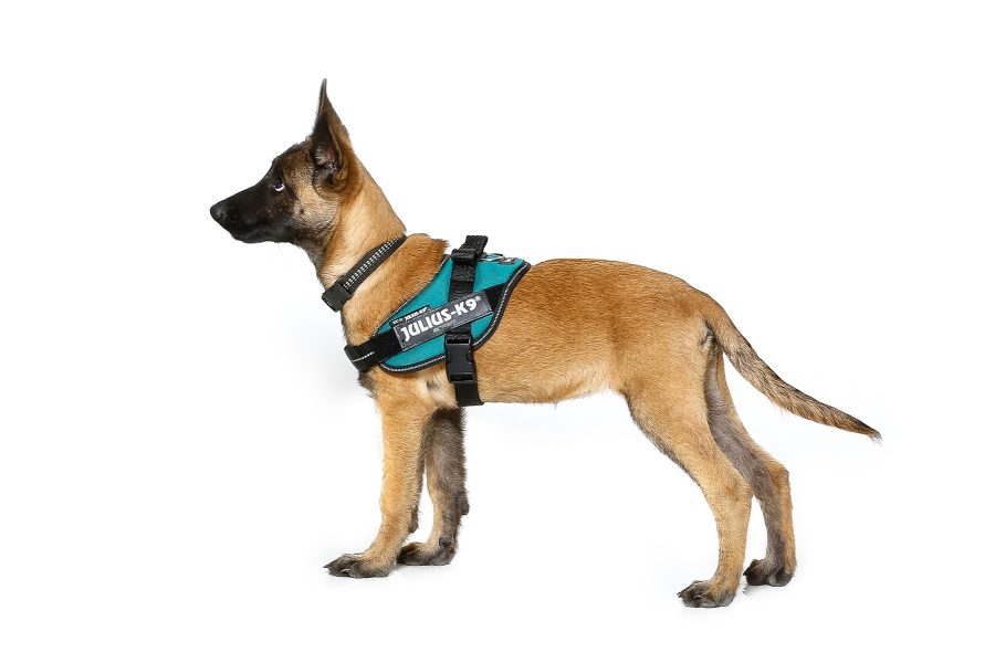 Julius-K9 Power Harness