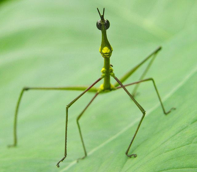 Jumping Stick