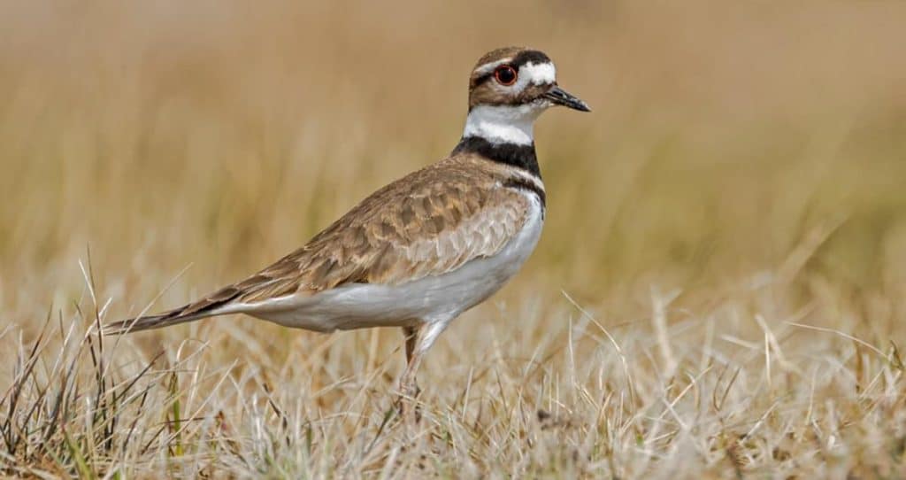 Killdeer