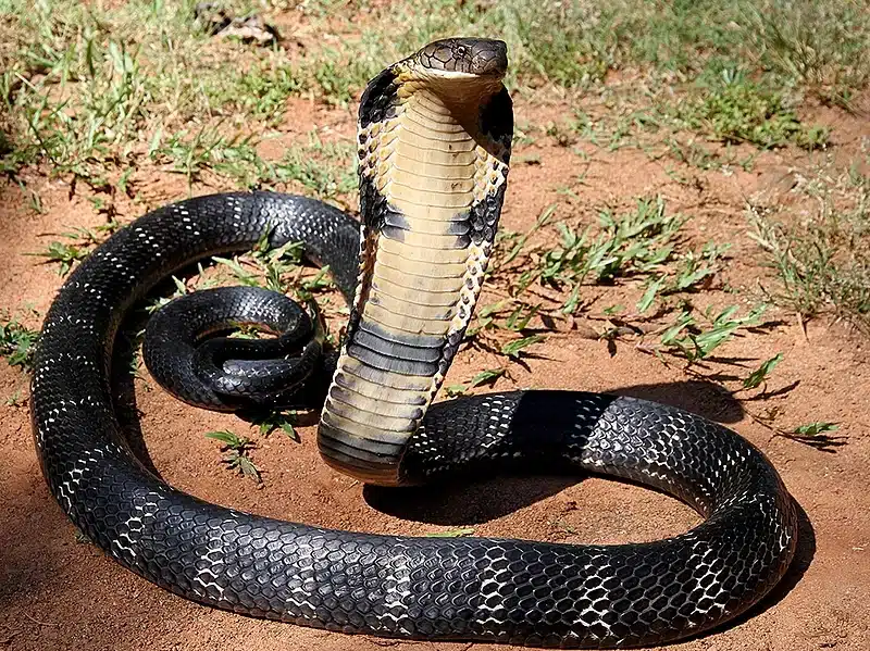 King Cobra