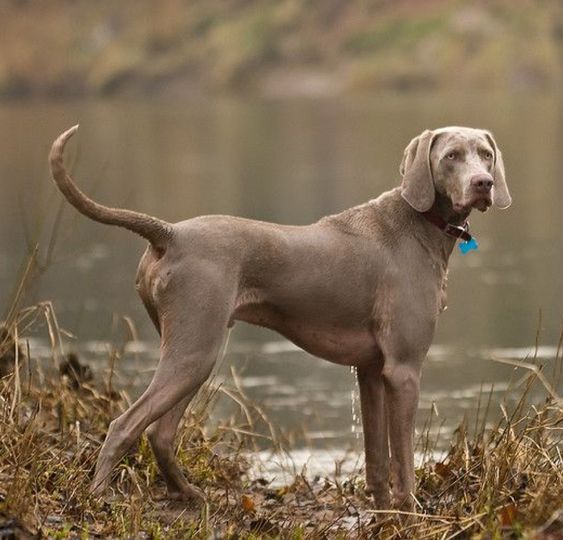 Labmaraner (Labrador Retriever + Weimaraner + Pitbull)