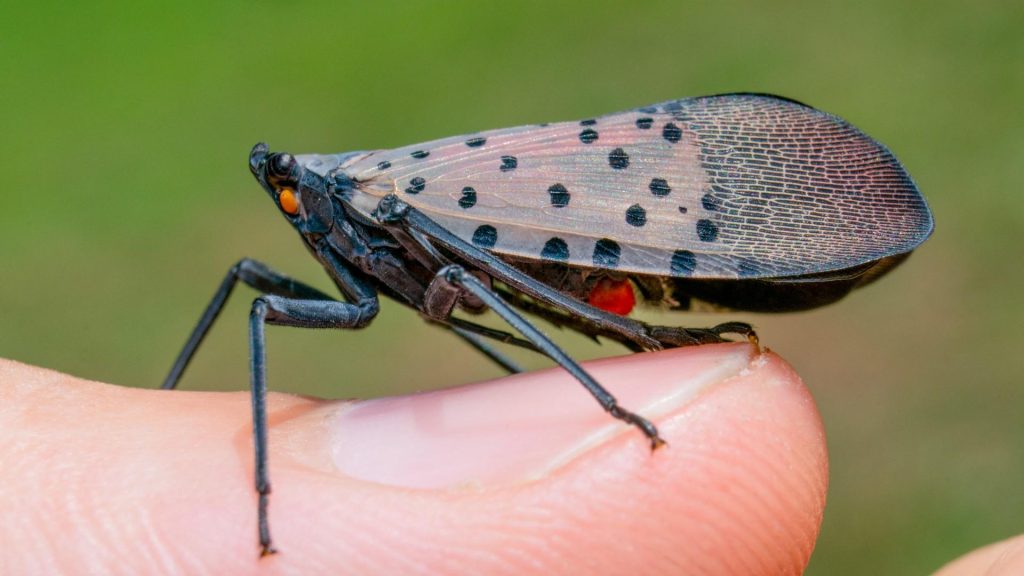 Lantern Fly