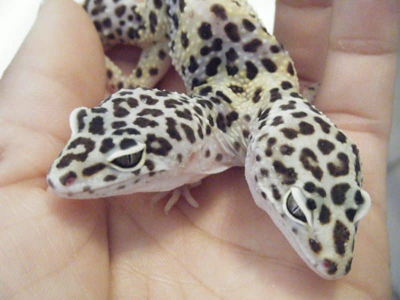 Leopard Gecko