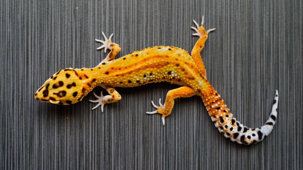 Leopard Geckos