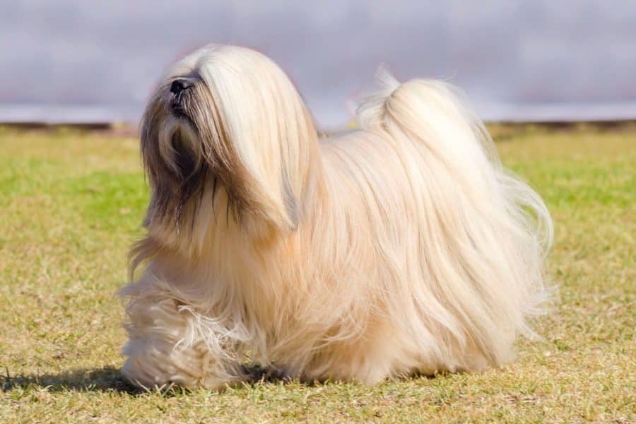 Lhasa Apso