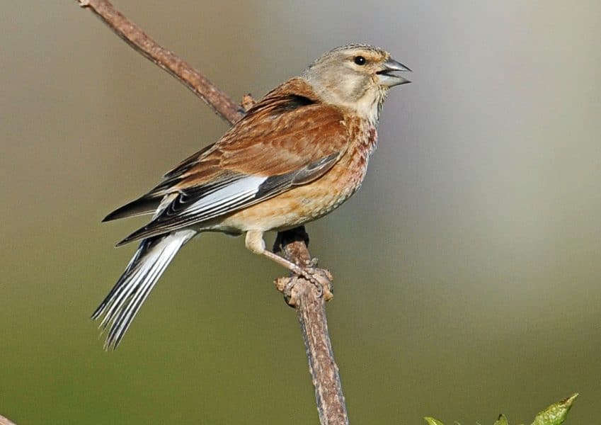 Linnet