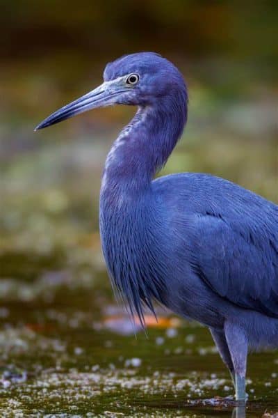 Little Blue Heron