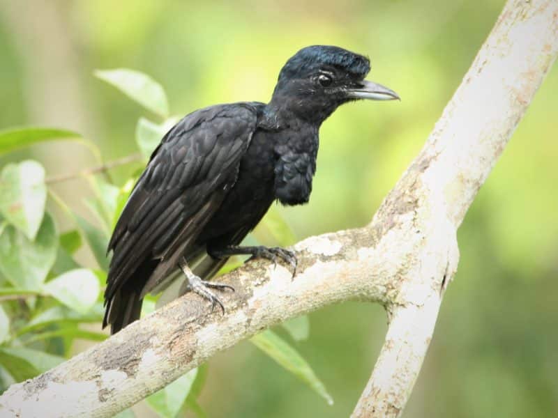 Long Wattled Umbrellabird