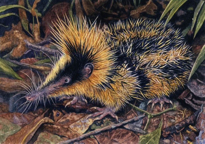 Lowland Streaked Tenrec