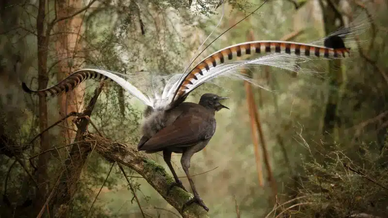 Lyre Bird