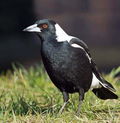 Magpie